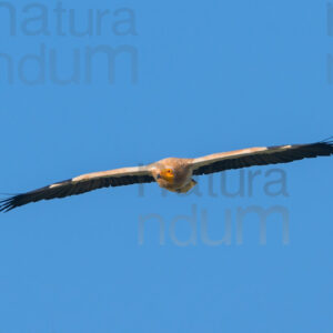 Photos of Egyptian Vulture (Neophron percnopterus)