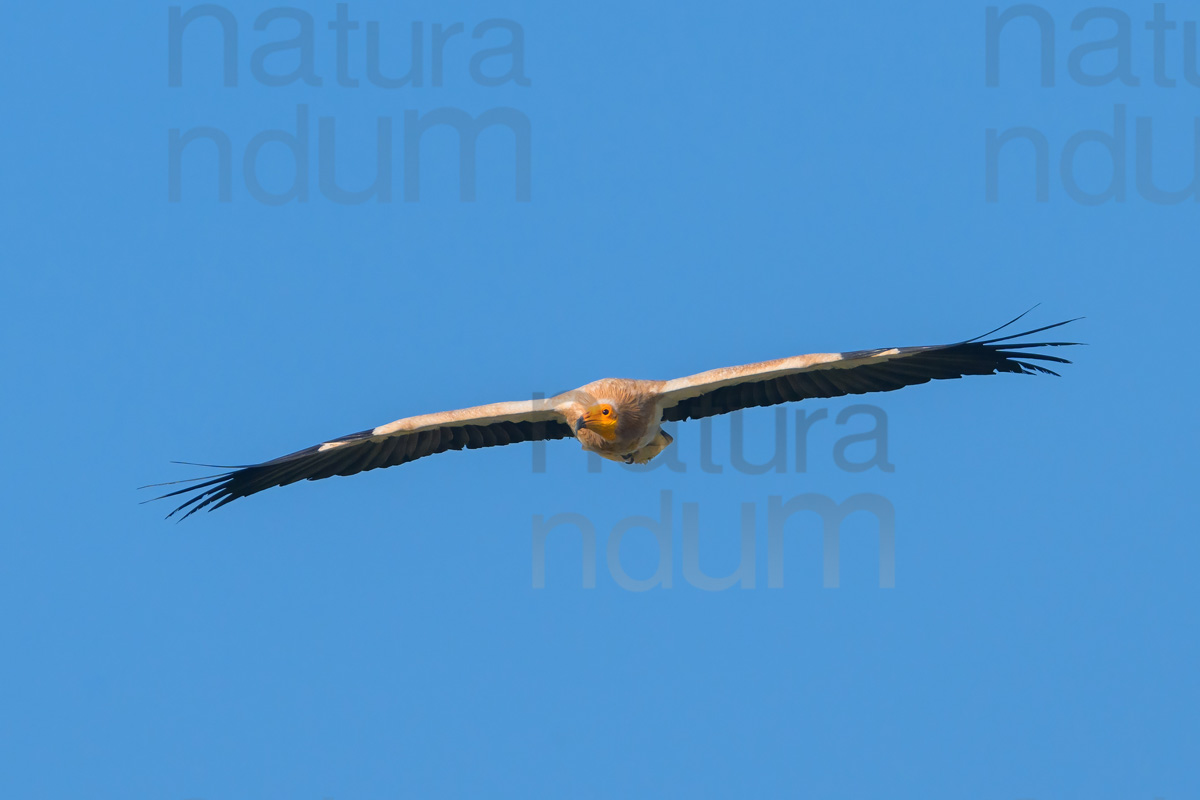 Foto di Capovaccaio (Neophron percnopterus)