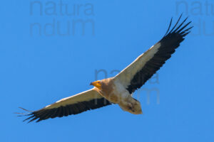 Foto di Capovaccaio (Neophron percnopterus)