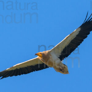 Photos of Egyptian Vulture (Neophron percnopterus)