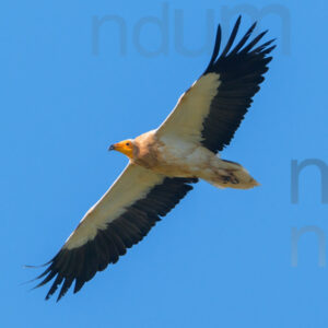 Foto di Capovaccaio (Neophron percnopterus)