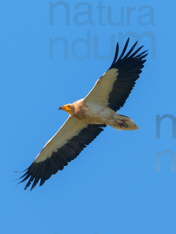 Foto di Capovaccaio (Neophron percnopterus)