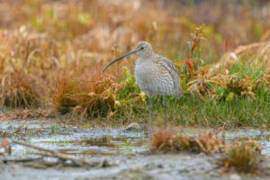 Photos of Eurasian Curlew (Numenius arquata)