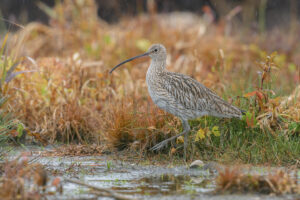 Photos of Eurasian Curlew (Numenius arquata)