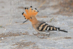 Photos of Eurasian Hoopoe (Upupa epops)