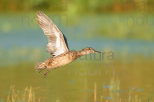 Photos of Eurasian Teal (Anas crecca)