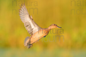 Photos of Eurasian Teal (Anas crecca)