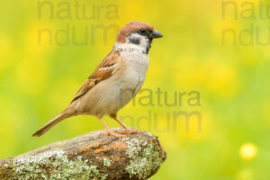 Foto di Passera mattugia (Passer montanus)