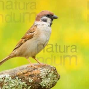 Foto di Passera mattugia (Passer montanus)