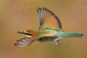 foto di Gruccione (Merops apiaster)