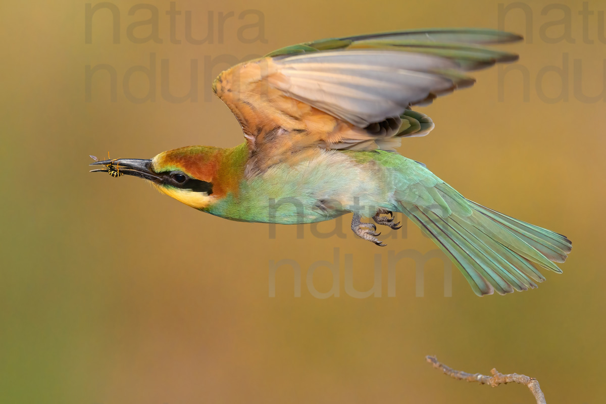 foto di Gruccione (Merops apiaster)