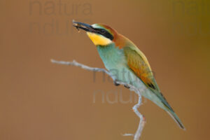 Photos of European Bee-eater (Merops apiaster)