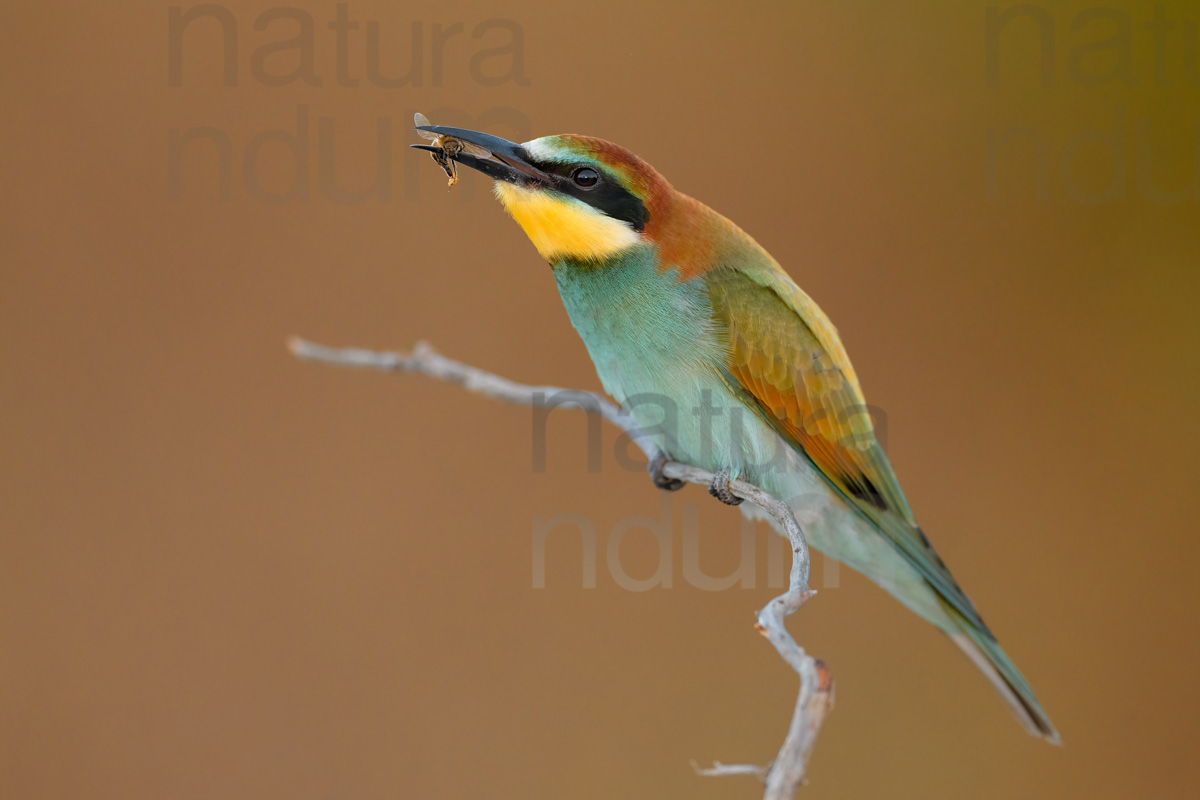 Foto di Gruccione (Merops apiaster)