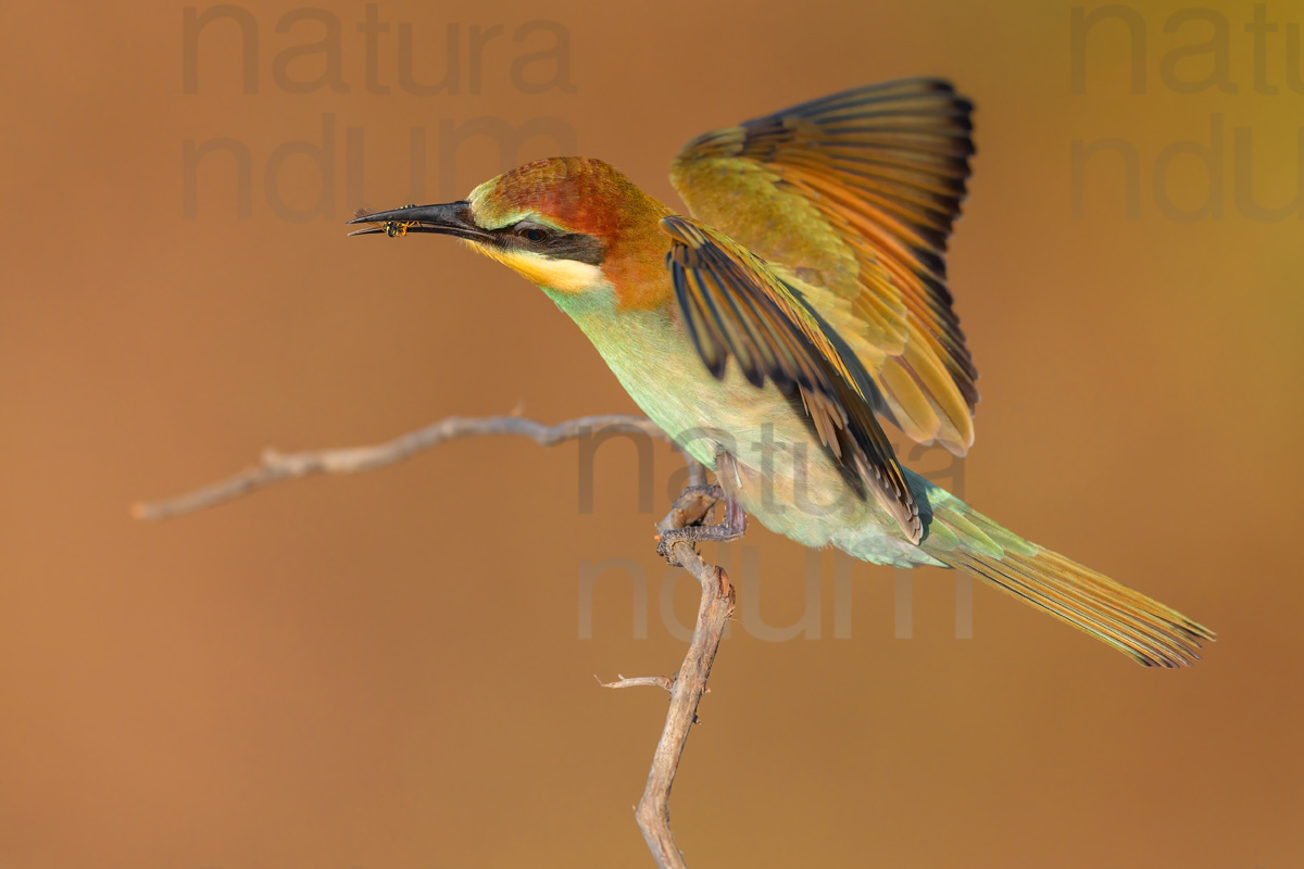 foto di Gruccione (Merops apiaster)