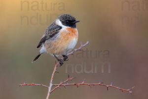 foto di Saltimpalo (Saxicola rubicola)