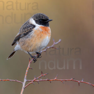 foto di Saltimpalo (Saxicola rubicola)