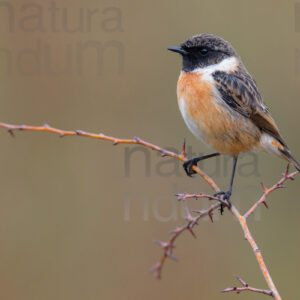 foto di Saltimpalo (Saxicola rubicola)