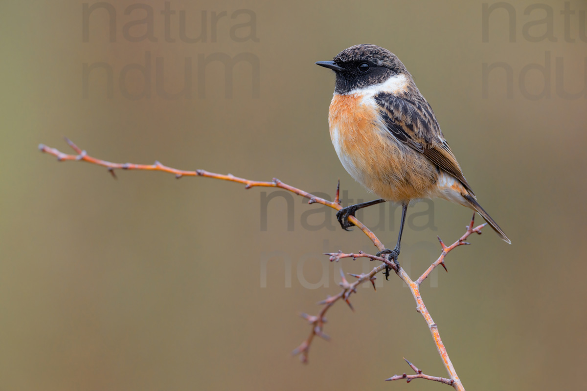 foto di Saltimpalo (Saxicola rubicola)