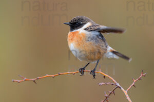 foto di Saltimpalo (Saxicola rubicola)