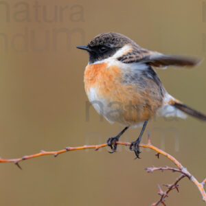 foto di Saltimpalo (Saxicola rubicola)