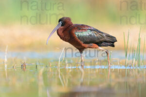 Photos of Glossy Ibis (Plegadis falcinellus)