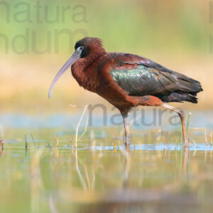 Photos of Glossy Ibis (Plegadis falcinellus)