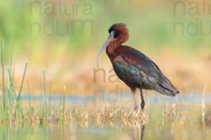 Photos of Glossy Ibis (Plegadis falcinellus)