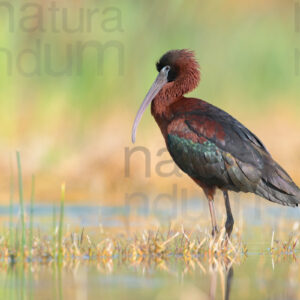 Photos of Glossy Ibis (Plegadis falcinellus)