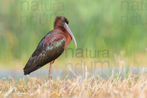 Photos of Glossy Ibis (Plegadis falcinellus)