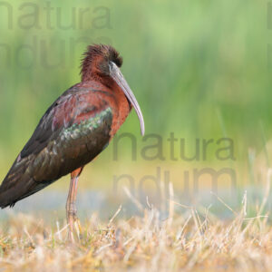 Photos of Glossy Ibis (Plegadis falcinellus)