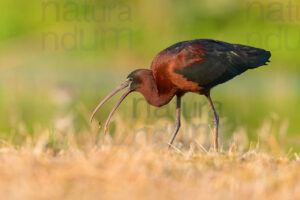 Foto di Mignattaio (Plegadis falcinellus)