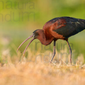 Photos of Glossy Ibis (Plegadis falcinellus)