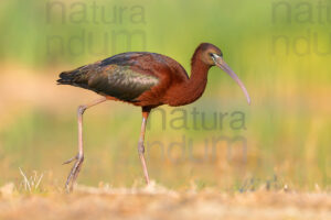 Foto di Mignattaio (Plegadis falcinellus)