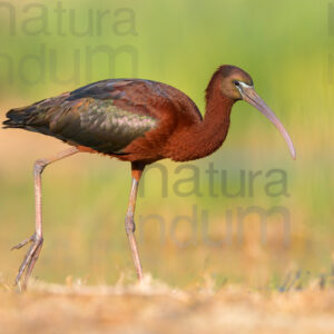 Photos of Glossy Ibis (Plegadis falcinellus)