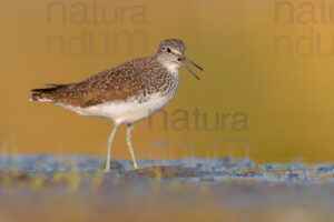 Foto di Piro piro culbianco (Tringa ochropus)