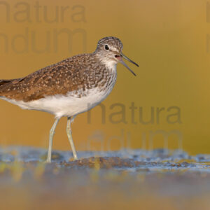 Foto di Piro piro culbianco (Tringa ochropus)