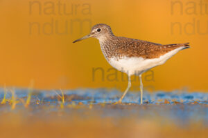 Photos of Green Sandpiper (Tringa ochropus)