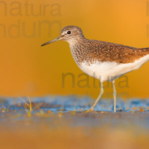 Foto di Piro piro culbianco (Tringa ochropus)