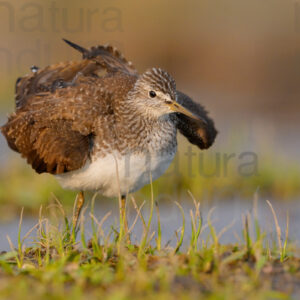 Photos of Green Sandpiper (Tringa ochropus)