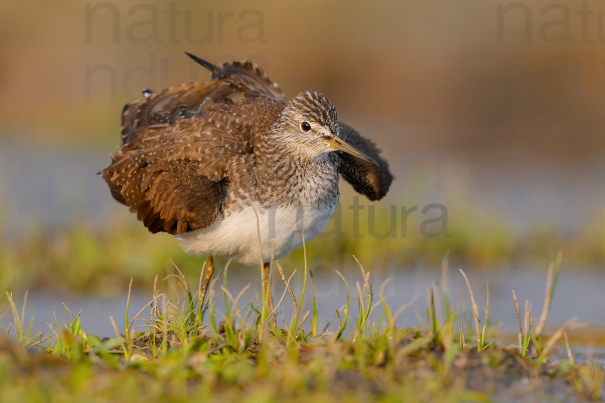 Foto di Piro piro culbianco (Tringa ochropus)