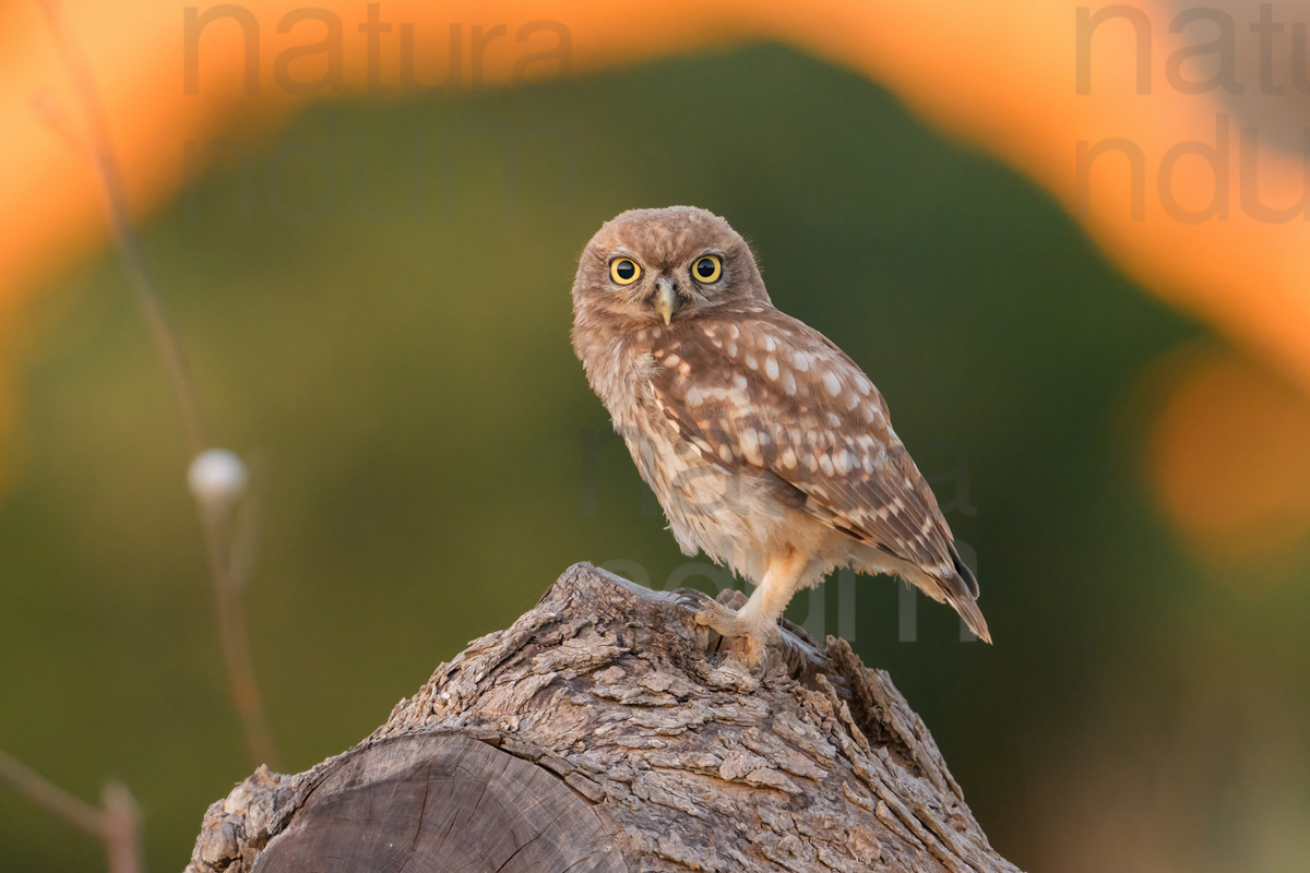 Foto di Civetta (Athene noctua)