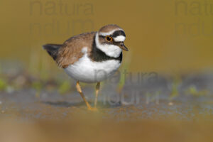 Foto di Corriere piccolo (Charadrius dubius)