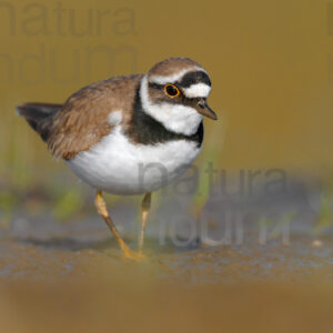 Photos of Little Ringed Plover (Charadrius dubius)