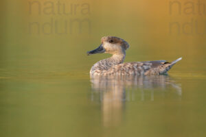 Foto di Anatra marmorizzata (Marmaronetta angustirostris)