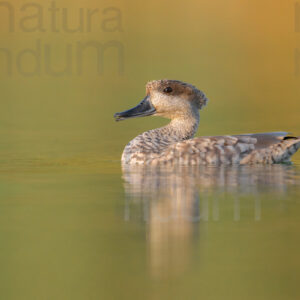 Photos of Marbled Duck (Marmaronetta angustirostris)