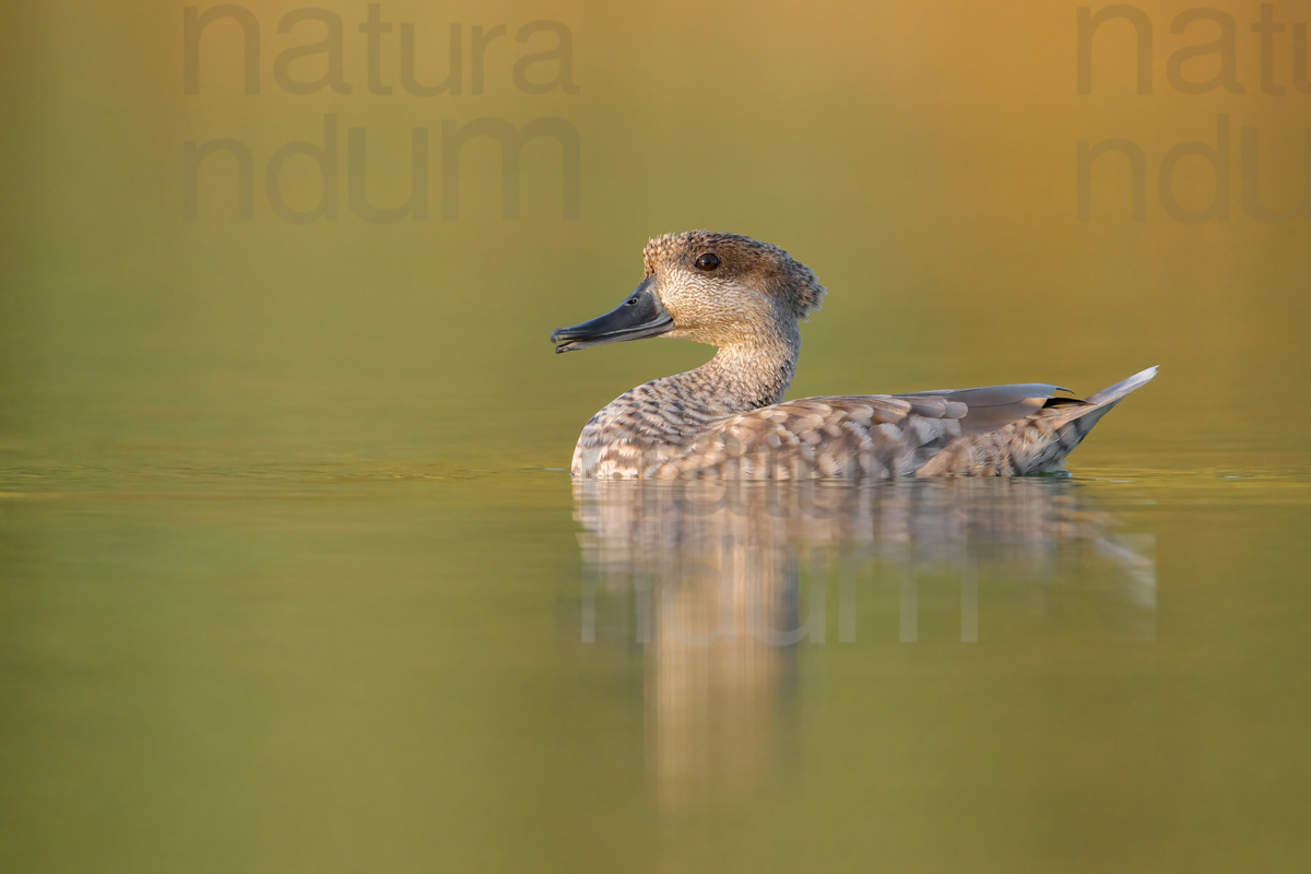 Foto di Anatra marmorizzata (Marmaronetta angustirostris)