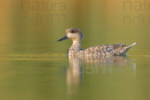 Foto di Anatra marmorizzata (Marmaronetta angustirostris)