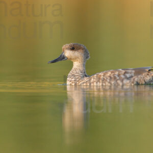 Photos of Marbled Duck (Marmaronetta angustirostris)