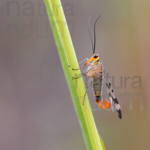 Photos of Common scorpionfly (Panorpa communis)
