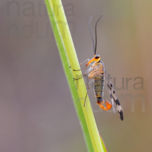 Foto di Mosca scorpione (Panorpa communis)